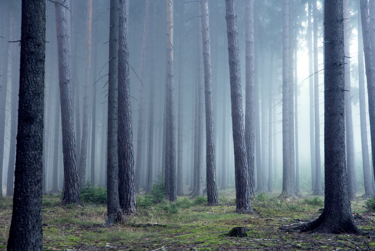 Mist Forest Wallpaper Murals in your room — zoomed