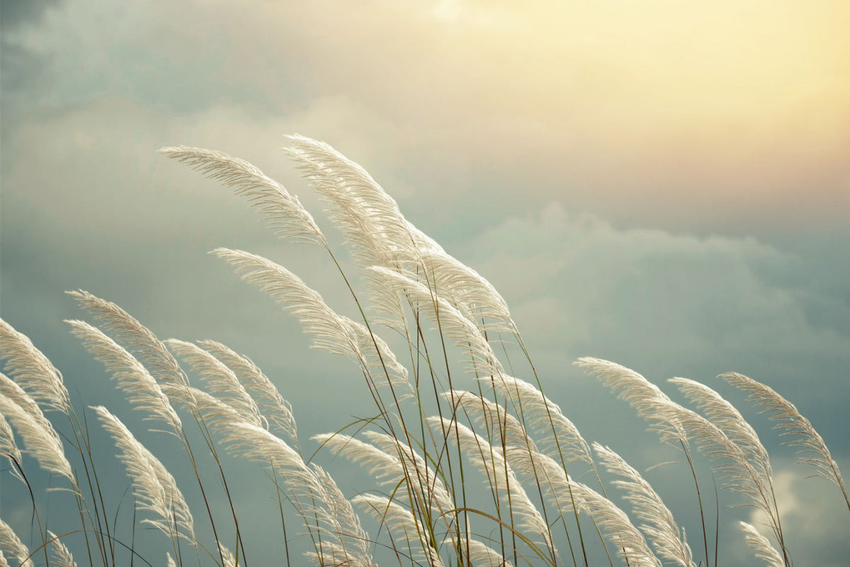 Grass Reeds Spring Wallpaper Murals in your room — zoomed