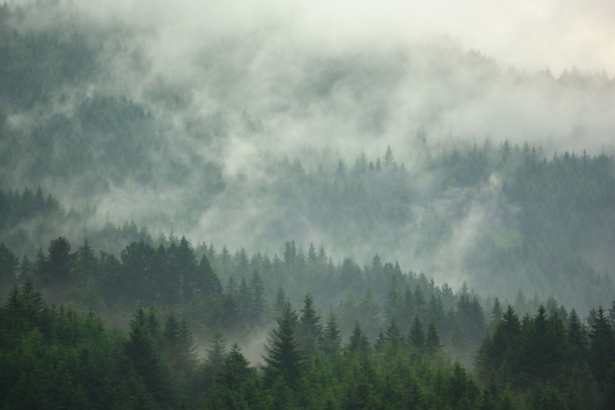 Pine Tree Forest Wallpaper Murals in your room