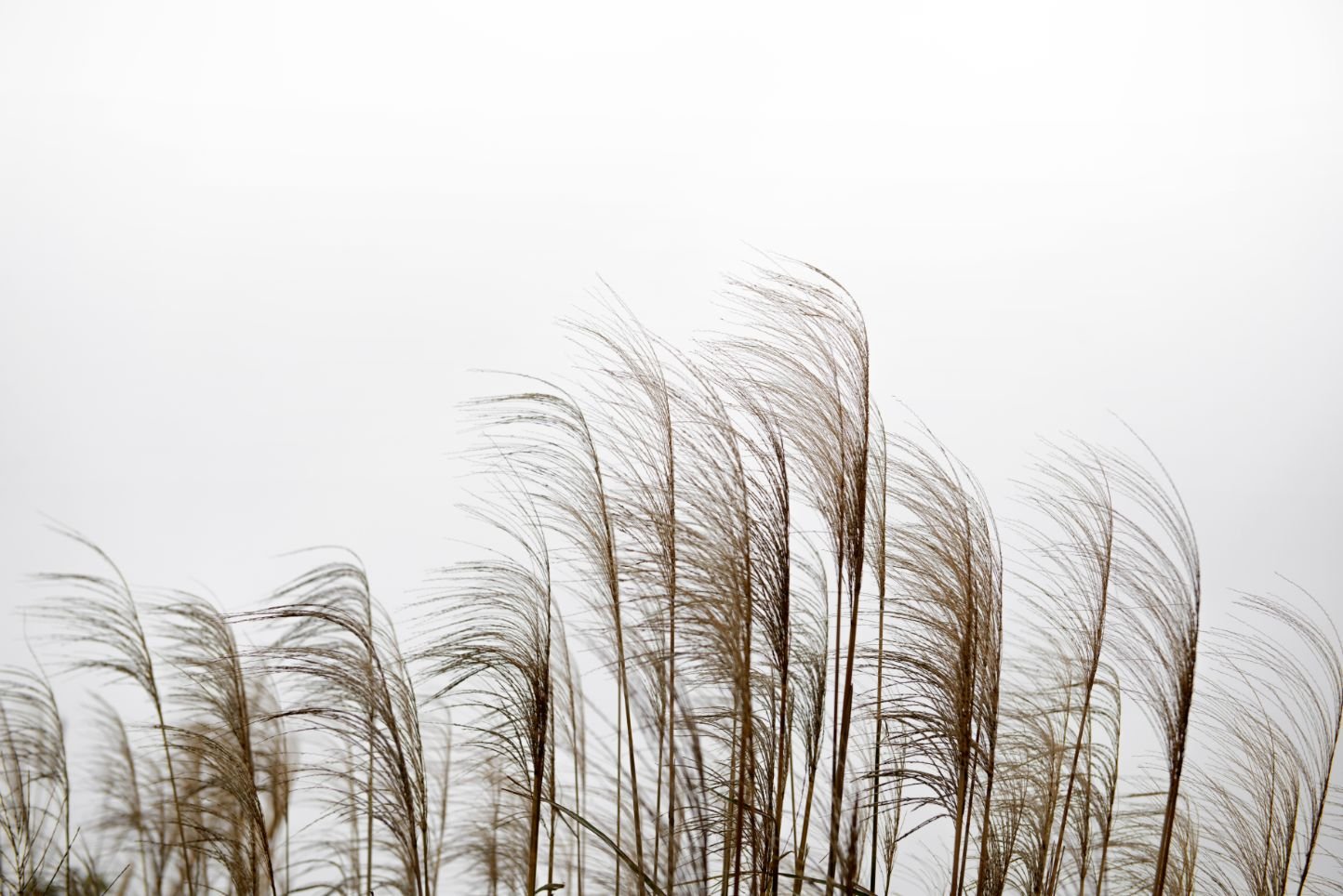 Reeds in the wind Wallpaper Murals for walls in your room — zoomed
