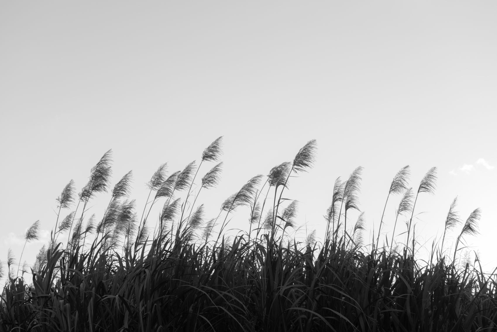 Black & White Sugar cane Wallpaper Murals in your room — zoomed