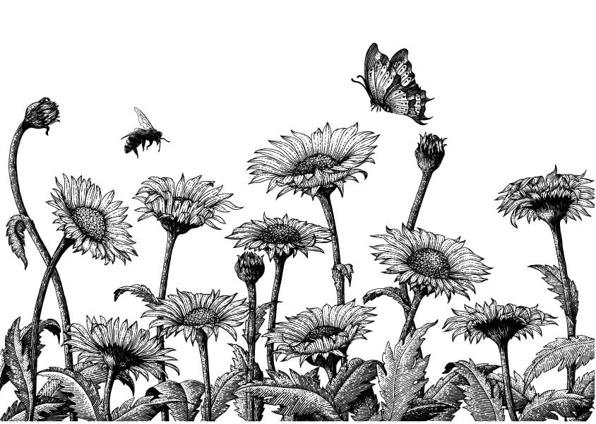 Daisy Flower Wallpaper Mural
