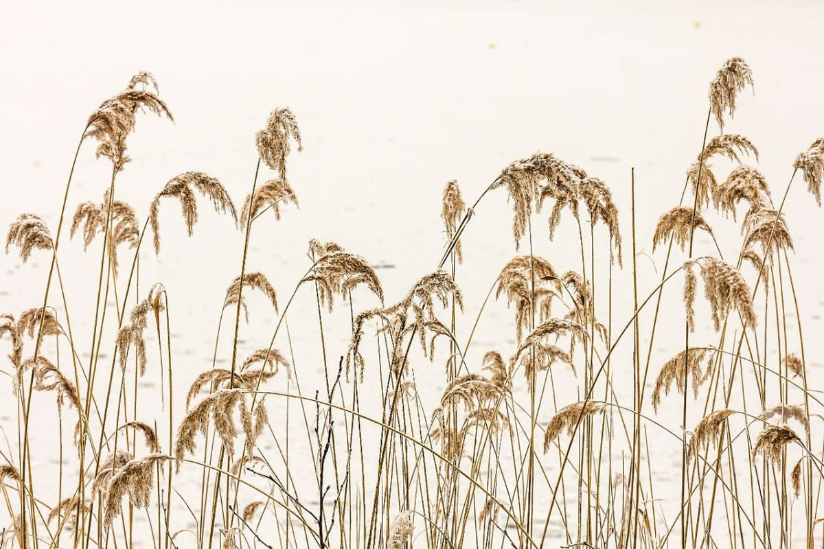Reeds in Winter Wallpaper Murals in your room