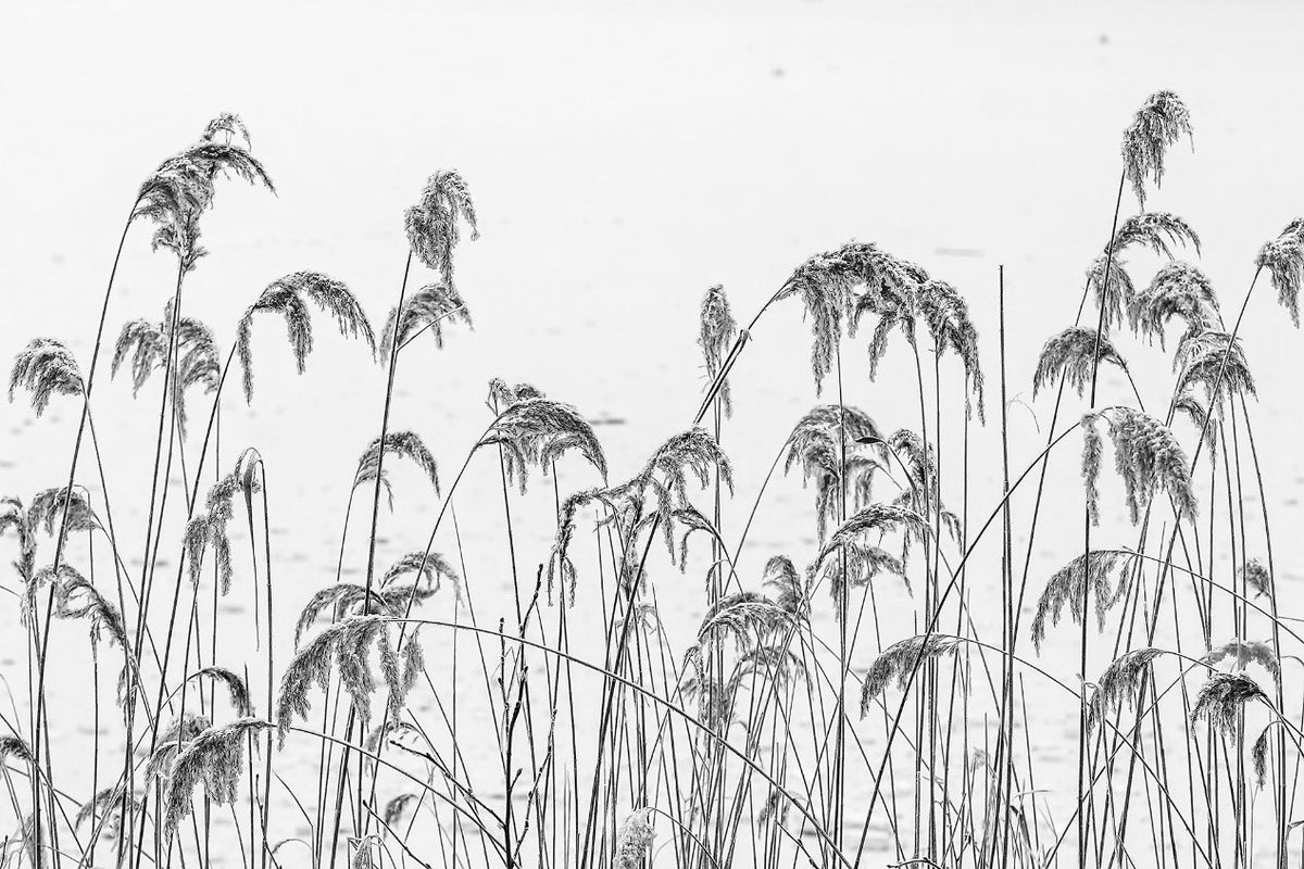 Winter Reeds Wallpaper murals in your room — zoomed