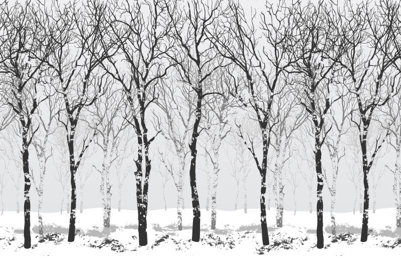Winter Snow Forest Tree Wallpaper Murals in your room