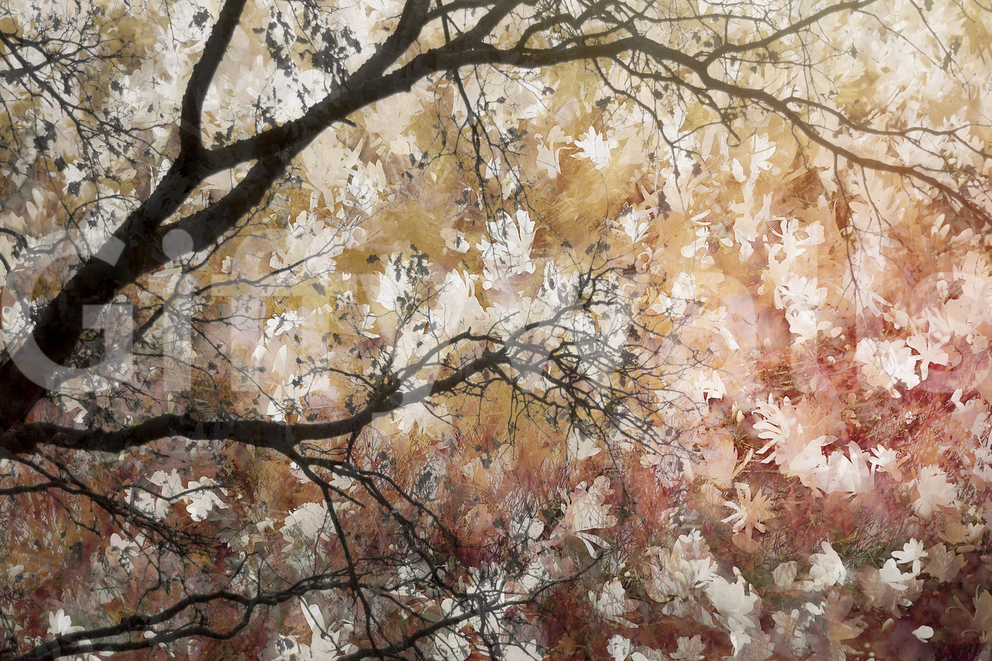Autumnal Canopy Wall Mural -2479434