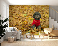 Miniature poodle Autumn Pup wallpaper delightful pet image.