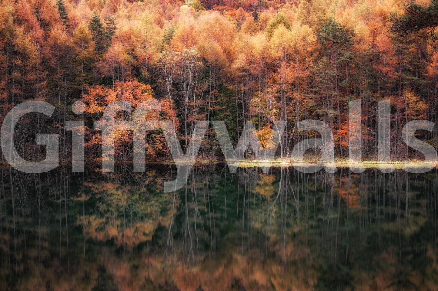 Gorgeous outdoor wall mural Golden hour light illuminating a mirrored forest edge.