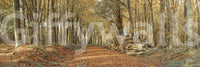 Hushed and gorgeous woodland route, Autumn Forest Scene home styling.