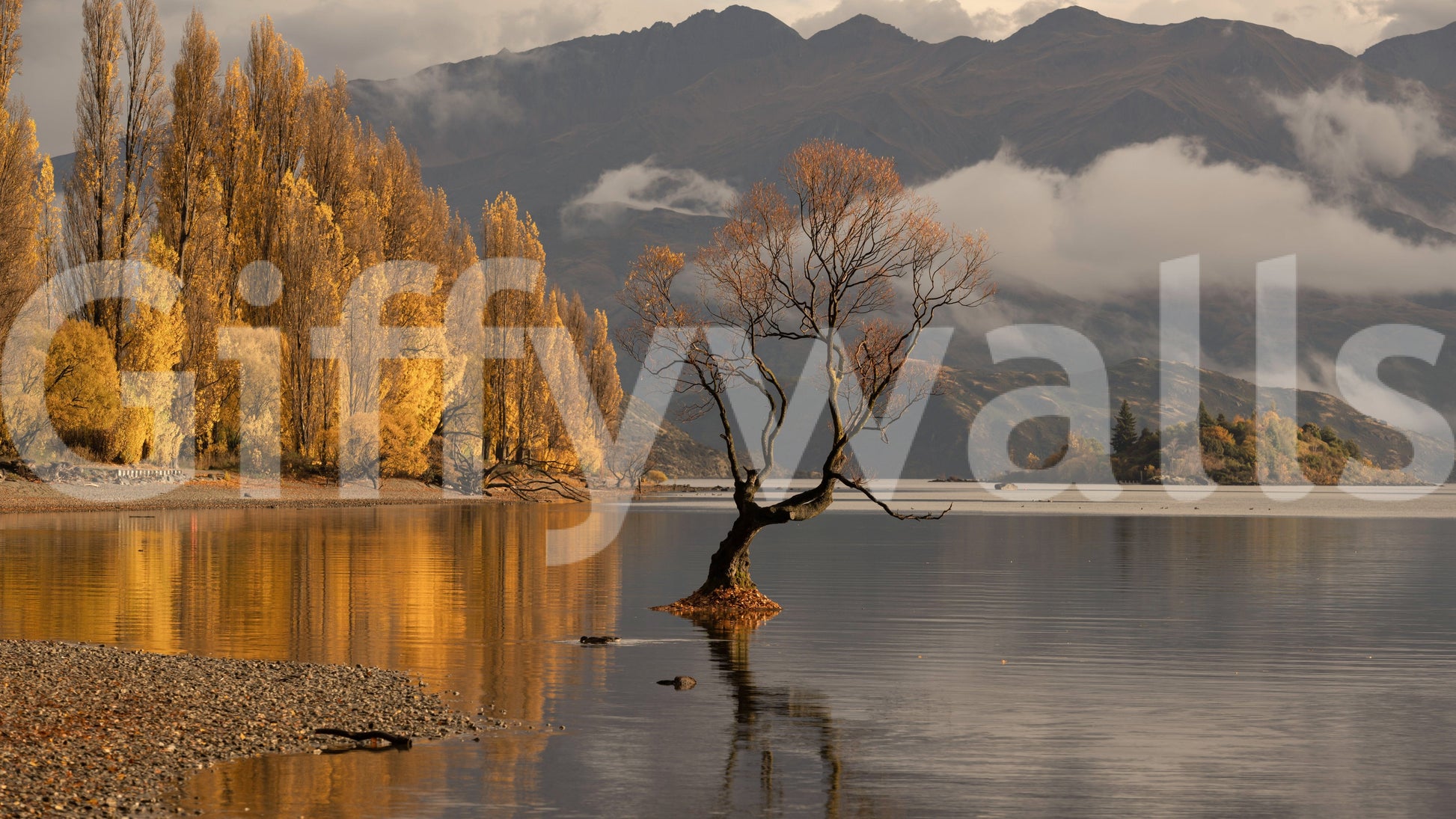 Solitary tree in water, crisp autumnal light, stylish Autumn Woodland Dawn Mirror.
