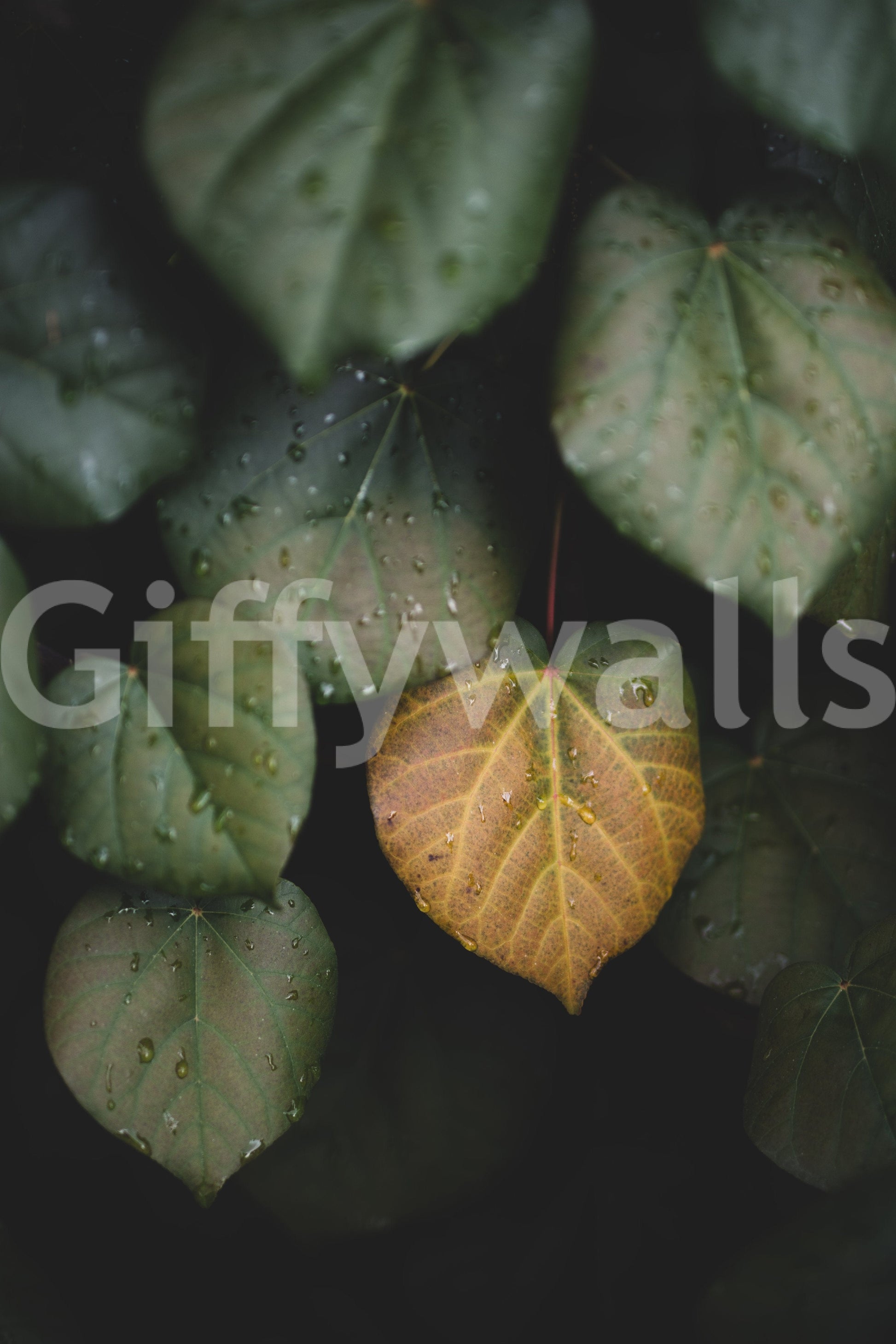 A detail of the warm tones in the leaves and sky.

