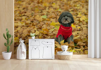 Fuzzy dog Pup warm wall mural bright fall foliage backdrop.