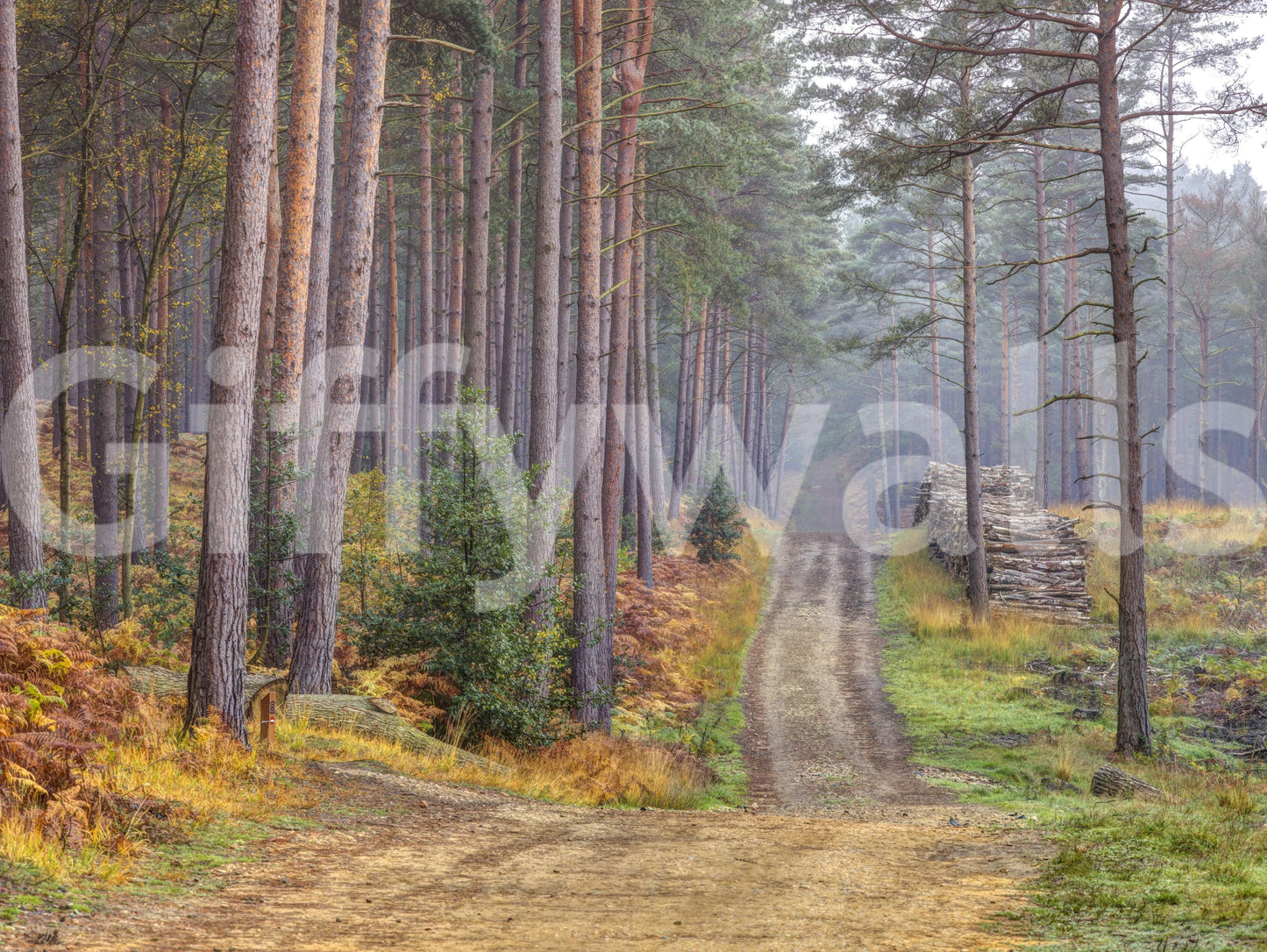 Serene Road Through Autumn Splendor Wall Mural