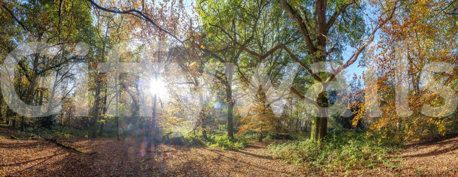 Tree canopy autumn light wallpaper

