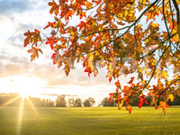 Autumn's Golden Symphony Wall Mural