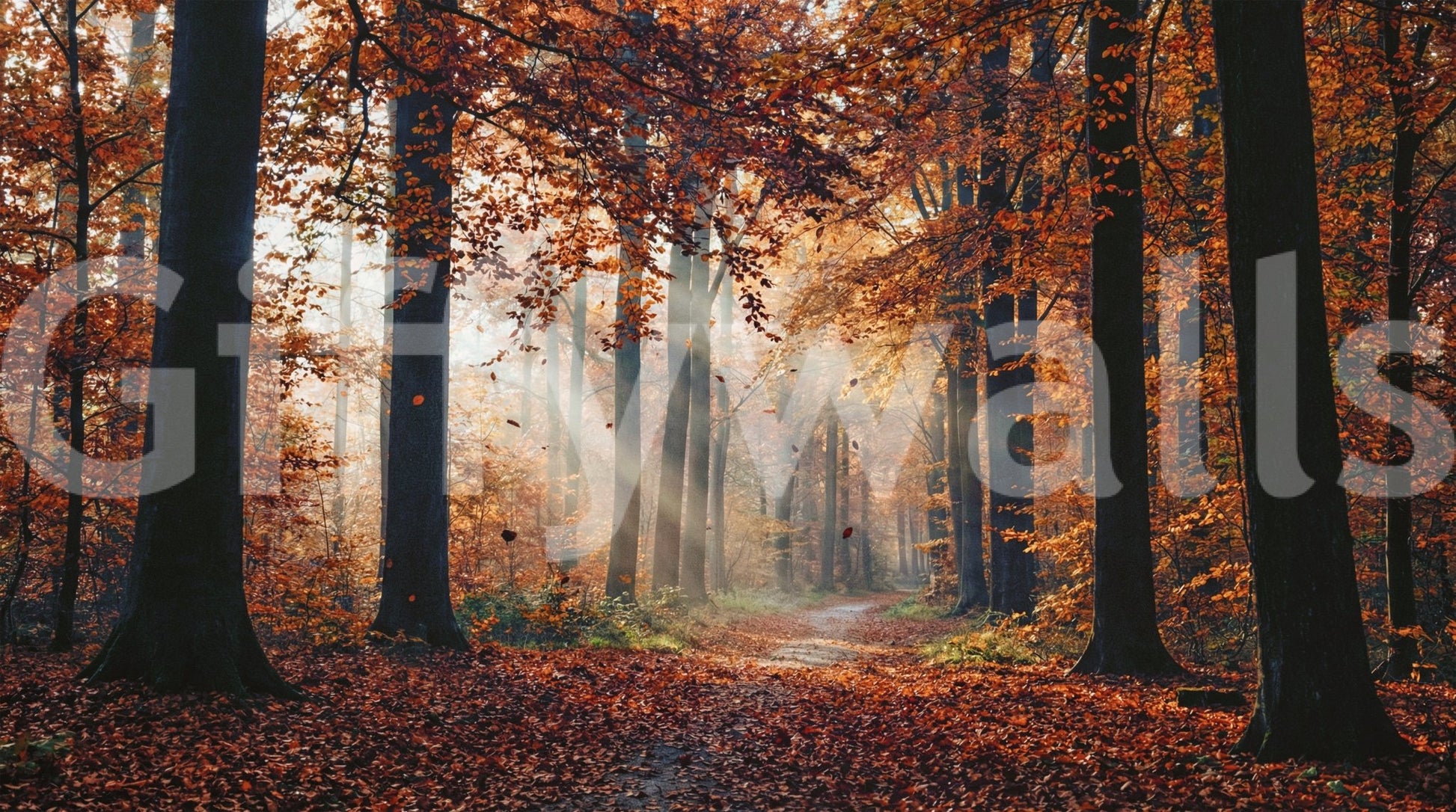 Autumn's Light Wall Mural