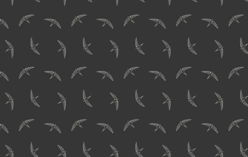 Black Color Flying Swallow Bird Wallpaper in your room — zoomed