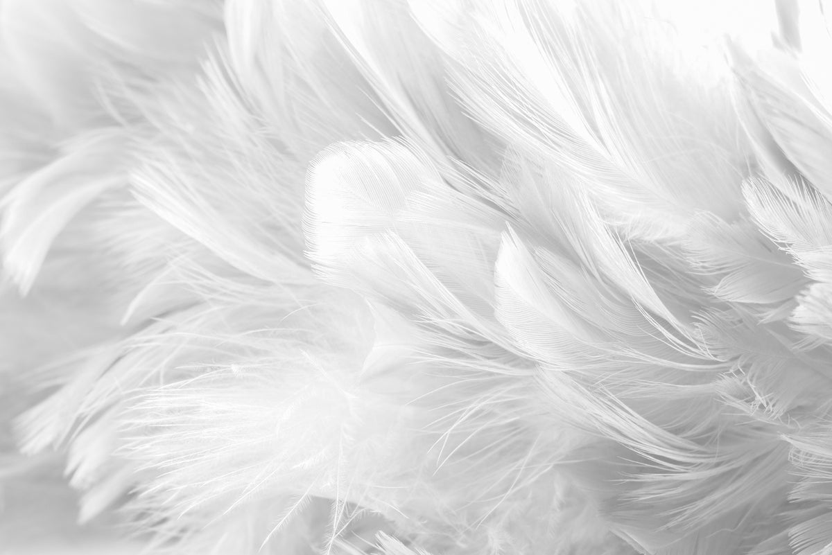 White Bird Feather Wallpaper Mural in your room