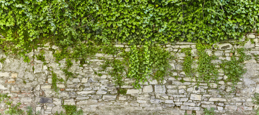 Hanging Green Grass Wall Wallpaper Murals in your room — zoomed