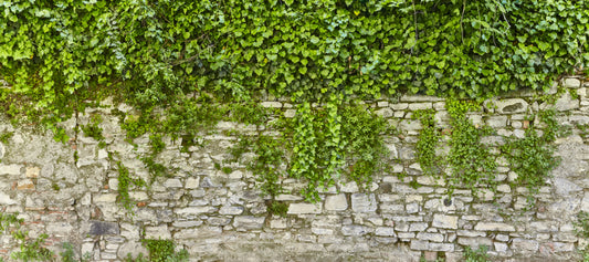 Hanging Green Grass Wall Wallpaper Murals