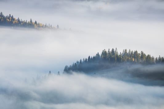 Foggy Misty Forest Maple Tree Wallpaper Murals