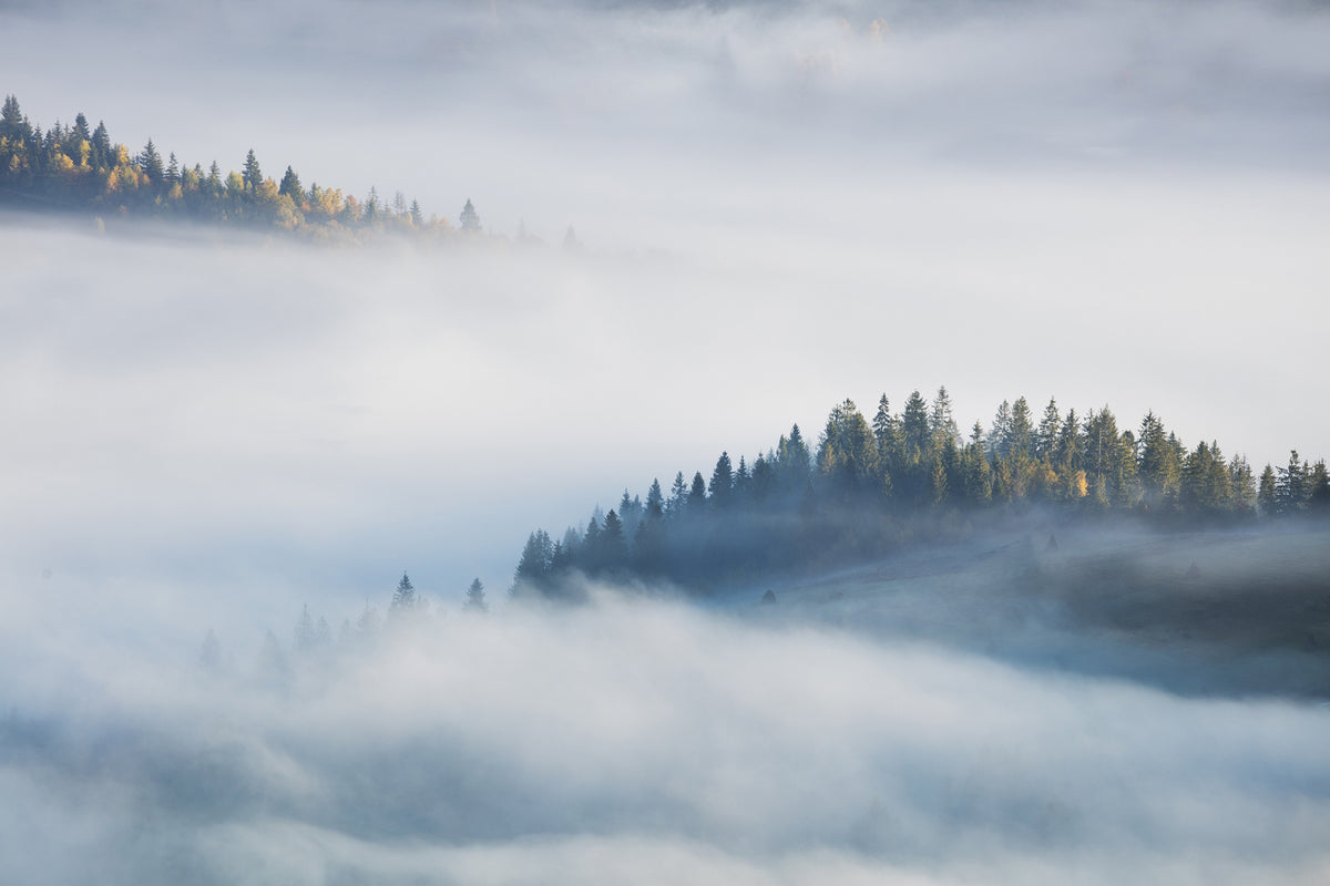 Foggy Misty Forest Maple Tree Wallpaper Murals in your room — zoomed