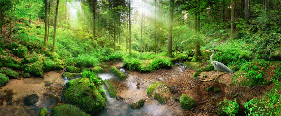 Natural Green Forest Heron Wallpaper Murals in your room — zoomed