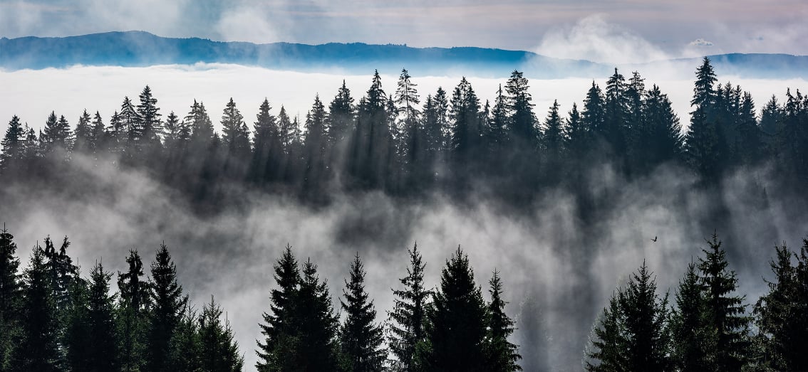 Misty Forest Mountain Wallpaper Murals in your room