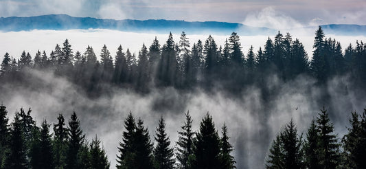 Misty Forest Mountain Wallpaper Murals