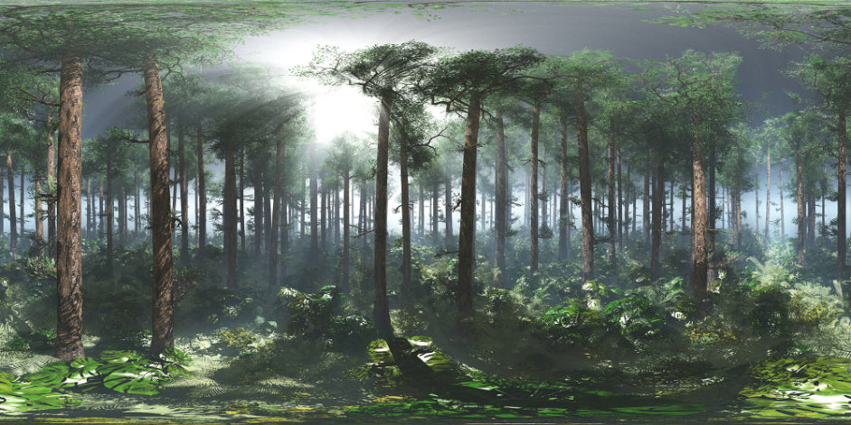 Green Tropical Foggy Forest Wallpaper Murals in your room