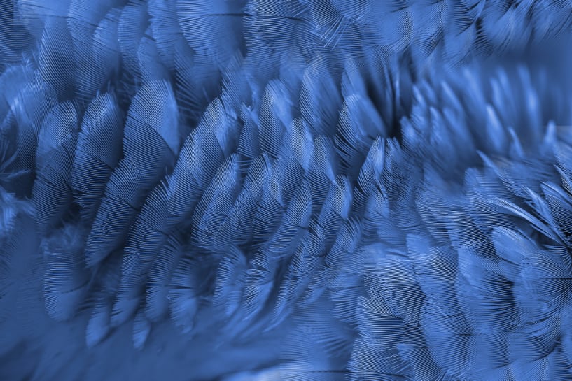 Blue Macaw Feather Wallpaper Murals in your room