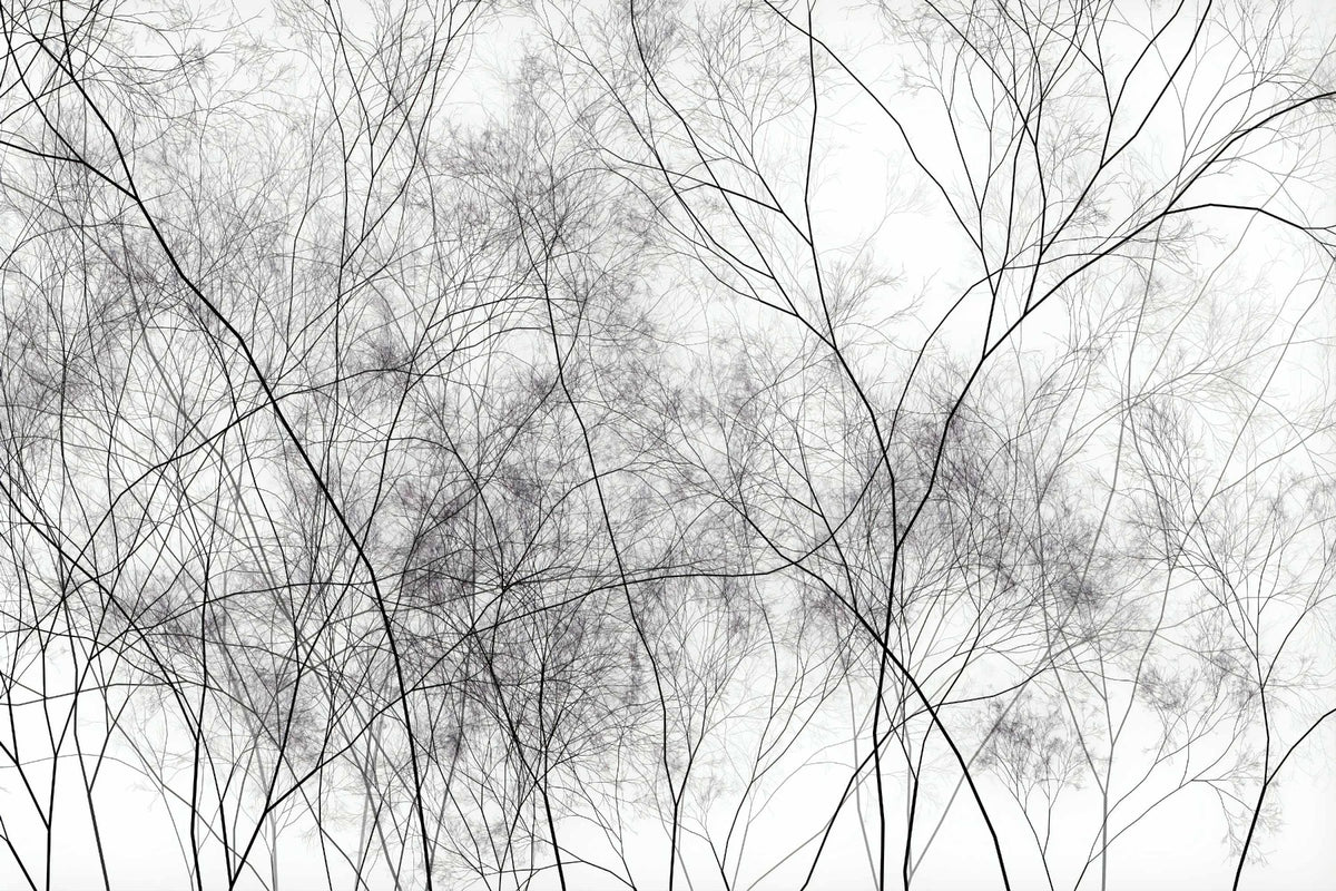 Tree Veins Art Wallpaper Murals in your room