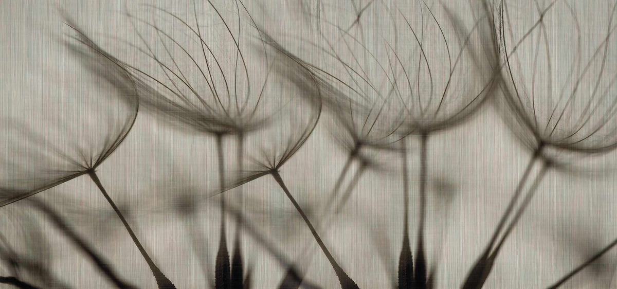 Dandelion Breeze Wallpaper Mural in your room