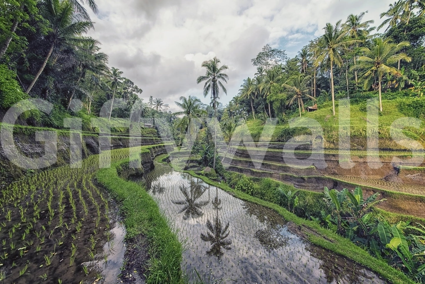 Bali Rice Fields Wall Mural