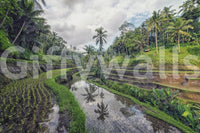 Bali Rice Fields Wall Mural