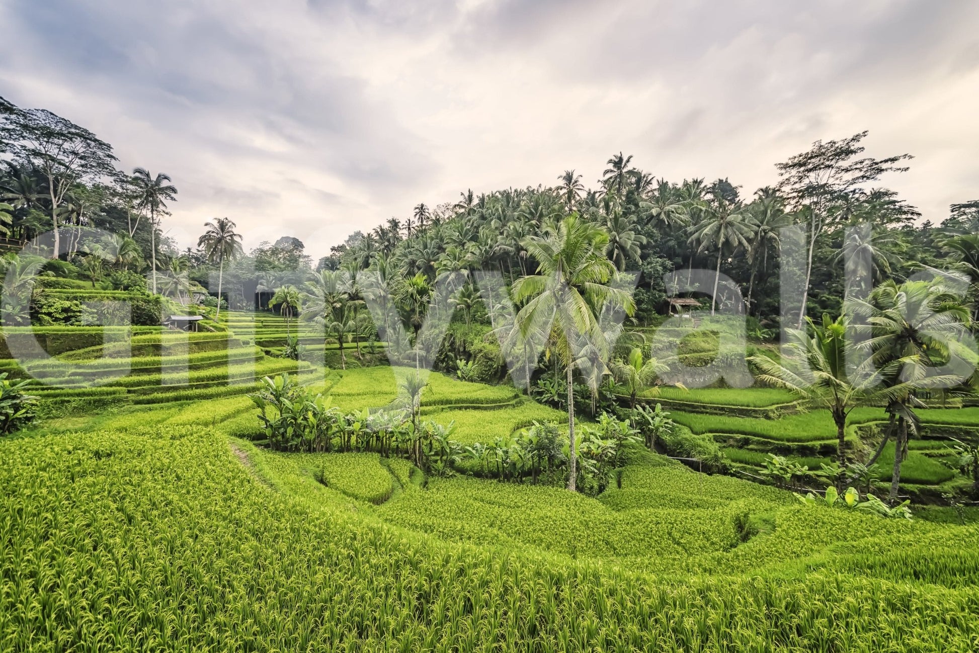 Bali Rice Terraces bright nature inspired wallpaper for walls.