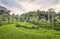 Bali Rice Terraces bright nature inspired wallpaper for walls.