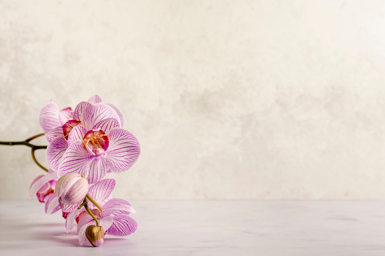 Pink Spa Flower Wallpaper Mural