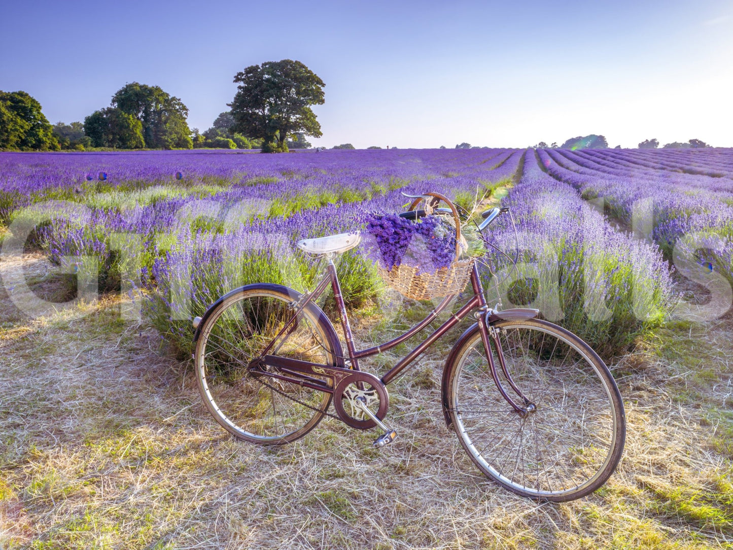 Bicycle in Lavender field Wall Mural
