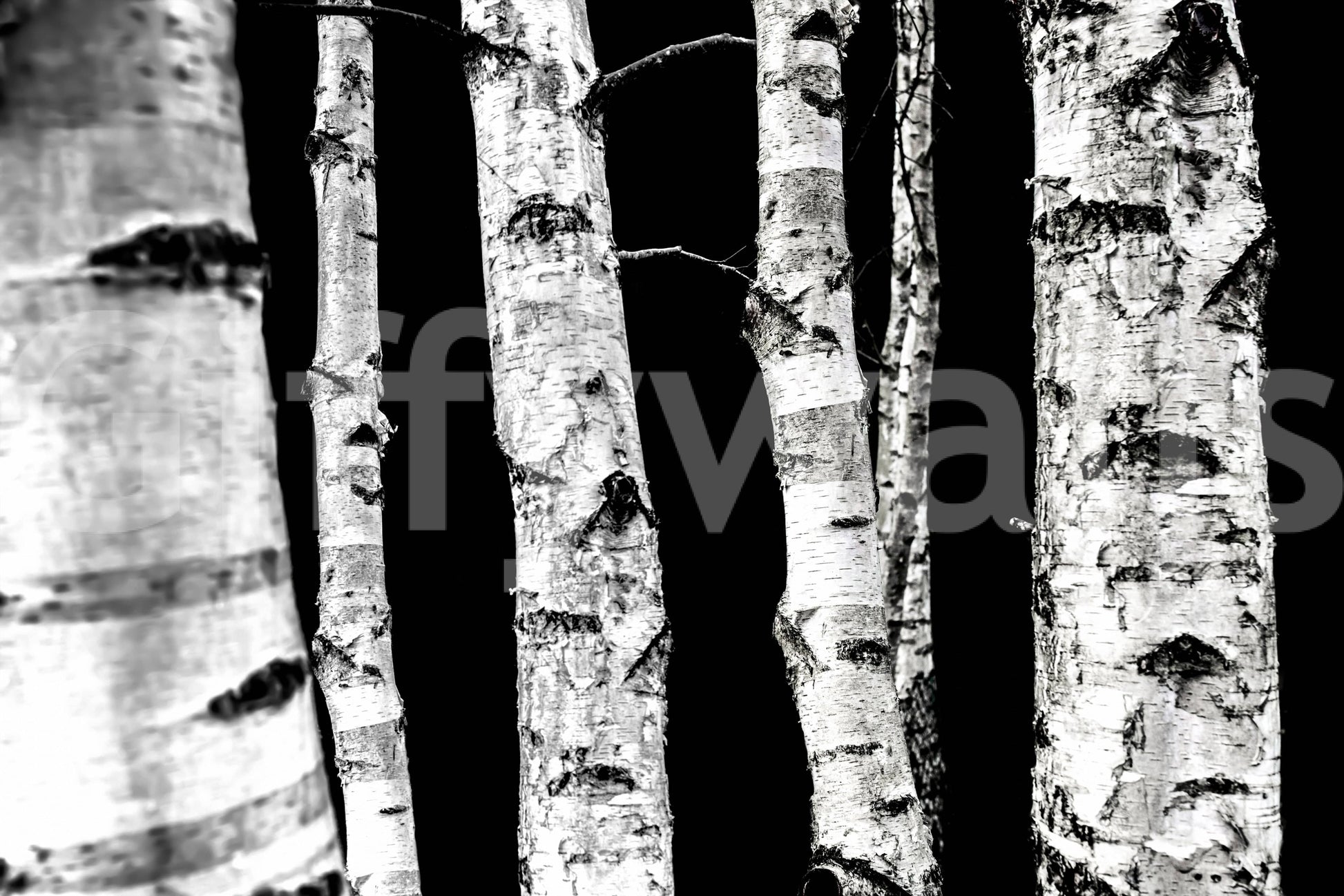 Striking vertical lines wallpaper Monochrome Woods birch design.