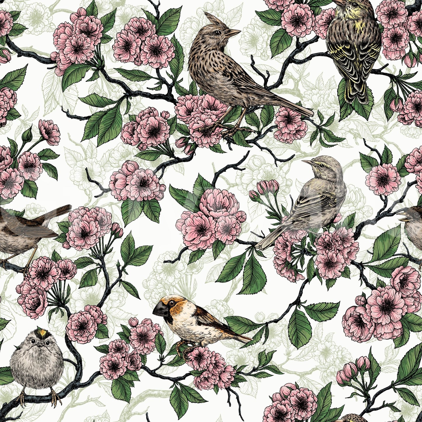Birds and cherry blossom on white Wallpaper⁠