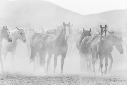 Black White Seven Horse Wallpaper Murals