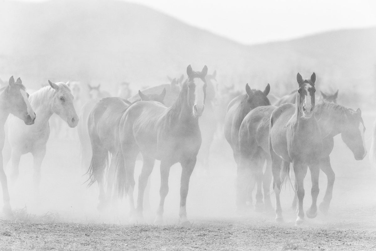 Black White Seven Horse Wallpaper Murals in your room