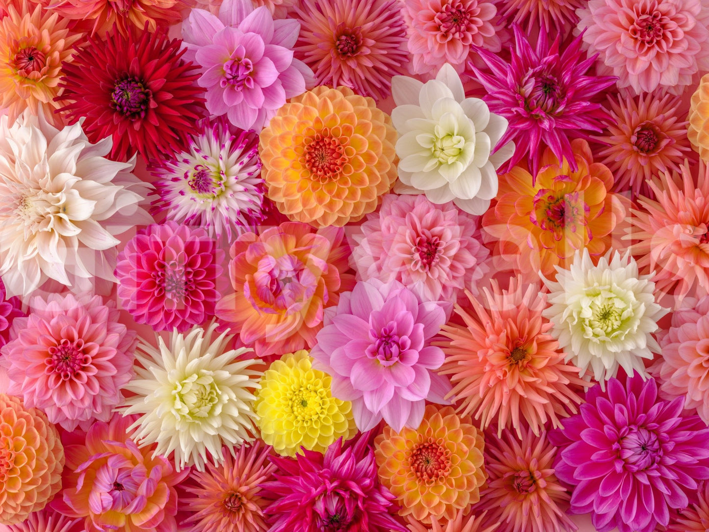 A bright and saturated color palette distinguishes the Blossom Medley Wall Mural.