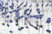 Flamingo Mirage wallpaper mural close-up of dreamy blurred indigo flamingos reflected on a pale misty background