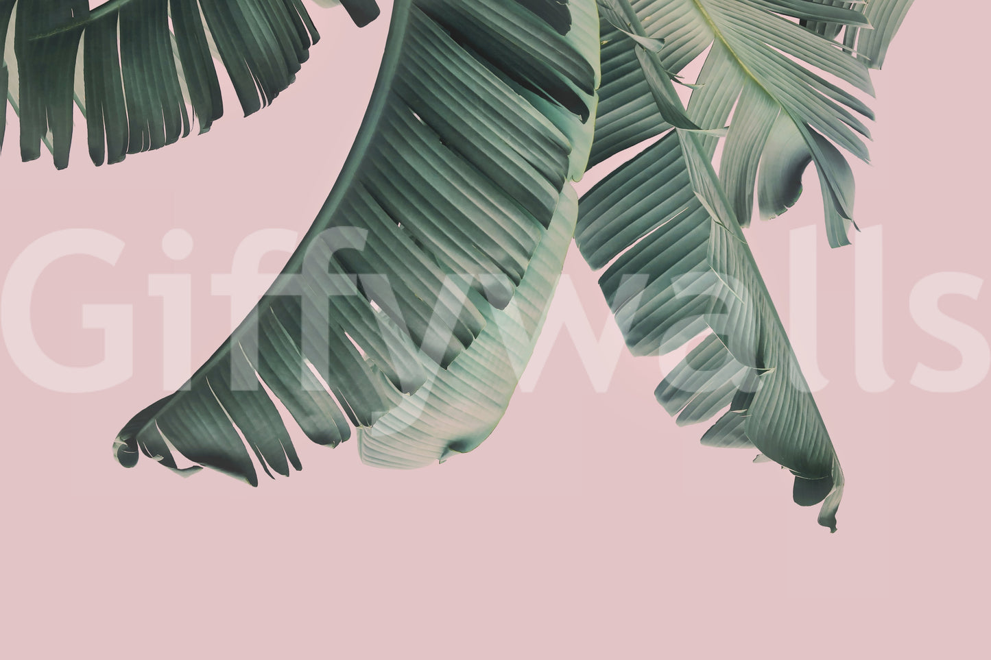 Blush and yellow wall mural for energetic interiors

