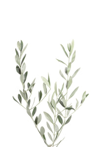 Botanical III mural wallpaper bringing greenery into your room.


