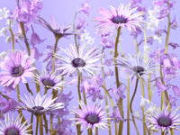 Beautiful green plant and leaf mural for nature-filled decor.

