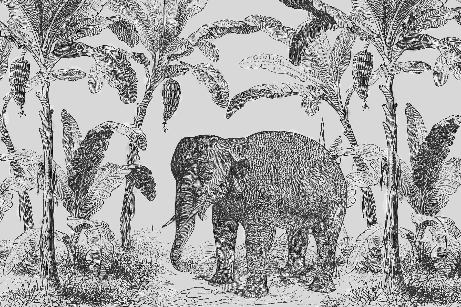 Vintage Elephant Wall Mural