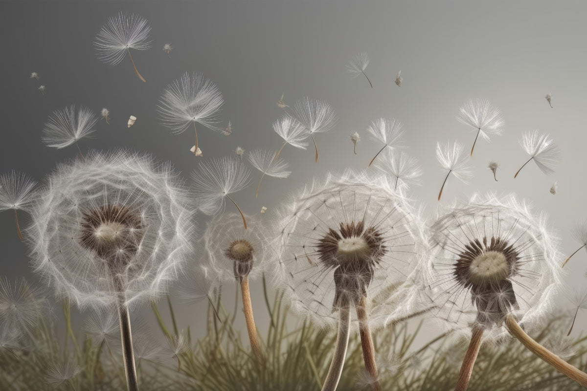 Dandelion Drifts Wallpaper Mural in your room